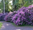 Herbstblumen Garten Winterhart Inspirierend Welche Blumen Blühen Den Ganzen sommer Im Garten — Temobardz