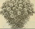 Herbstblumen Garten Winterhart Luxus Illustrierte Beschreibender Katalog Der Samen Etc