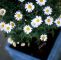 Herbstblumen Garten Winterhart Luxus Marguerite Daisy In Wanne Im Garten Halb Winterhart Pflanze