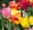 Herbstblumen Garten Winterhart Reizend Tipps Tulpen Im Garten Richtig Pflanzen Und Pflegen