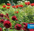 Herrenhäuser Gärten Eintritt Genial Eintrittspreise Preise Öffnungszeiten & Mehr