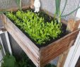 Hochbeet Im Garten Inspirierend Teil 2 Salat Zeitraffer Jeden Tag Ein Foto Von Meinem