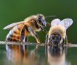 Hornissen Im Garten Luxus Die 185 Besten Bilder Von Die Fleißigen Bienen Summende
