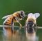 Hornissen Im Garten Luxus Die 185 Besten Bilder Von Die Fleißigen Bienen Summende