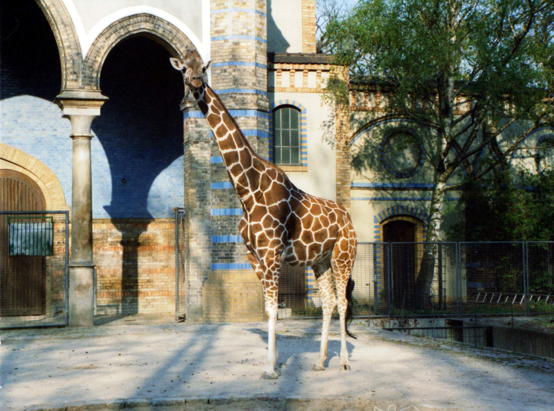 Giraffe berlin zoo