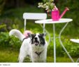 Hund Bellen Abgewöhnen Garten Luxus Hund Bellt Immer Im Garten – Backburner Grill Nachrüsten