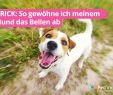 Hund Bellen Abgewöhnen Garten Neu Kläffender Hund Kläffender Hund – Texkox