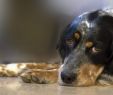 Hund Im Garten Beerdigen Elegant Der Traurige Abschied – Wenn Unser Hund Uns Endgültig