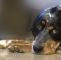 Hund Im Garten Beerdigen Elegant Der Traurige Abschied – Wenn Unser Hund Uns Endgültig
