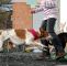 Hundeurin Neutralisieren Garten Frisch Verteidigung Im Notfall Wenn Der Eigene Hund Angegriffen