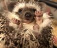 Igel Im Garten Frisch E Of My Hedgehog Babies Saying Hi