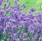 Ingwer Im Garten Luxus Lavendel Im Garten Pflanzen