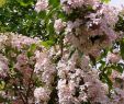 Insektenfreundlicher Garten Elegant Kolkwitzie