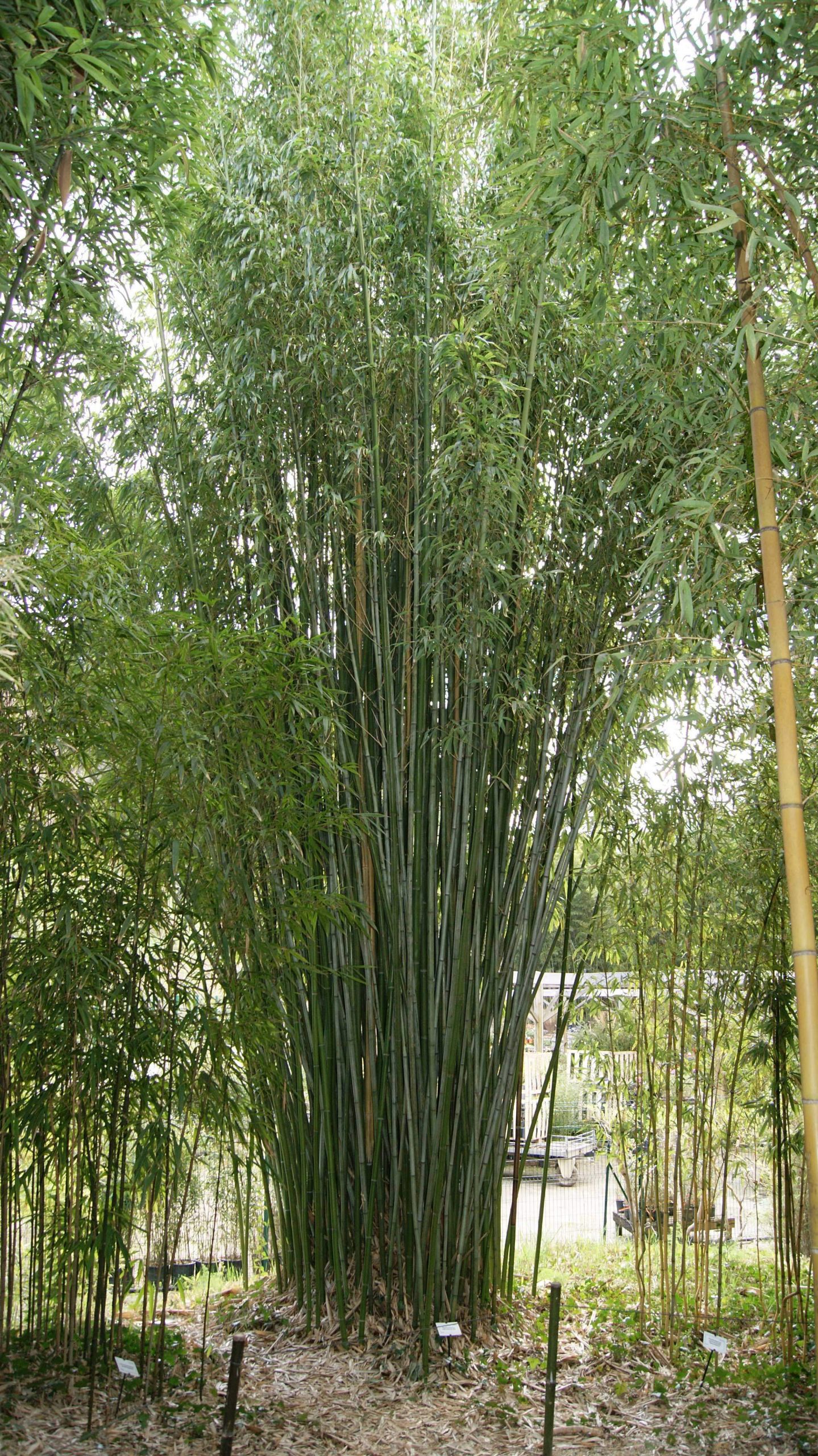 phyllostachys viridi glaucescens ef10b36af