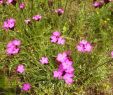 Insektenfreundlicher Garten Genial Dianthus Carthusianorum Karthäuser Nelke