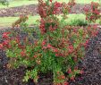 Insektenfreundlicher Garten Inspirierend Weigelie Bristol Ruby