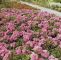 Japanische Garten Leverkusen Reizend Rosa Lavender Dream Rose