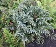 Japanischer Garten Anlegen Elegant Japanischer Regenbogenfarn athyrium Niponicum Metallicum