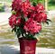 Japanischer Garten Augsburg Das Beste Von Rhododendron Junifeuer Easydendron