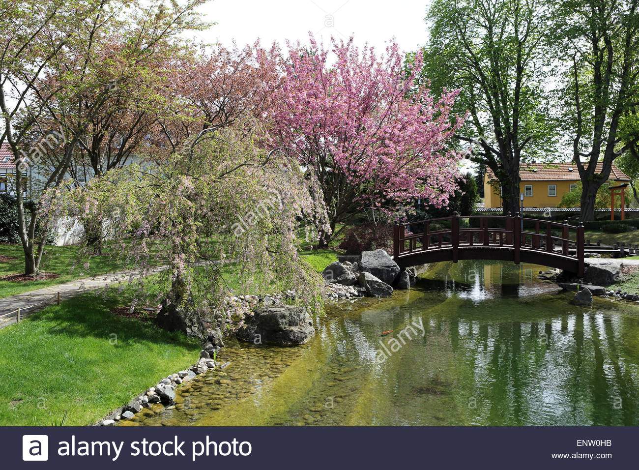 kirschbaume bluhen durch eine gewolbte brdige im japanischen garten japanischer garten in bad langensalza deutschland enw0hb