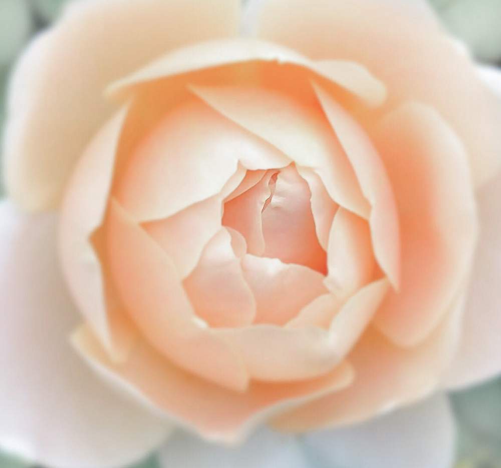rose ambridge neu