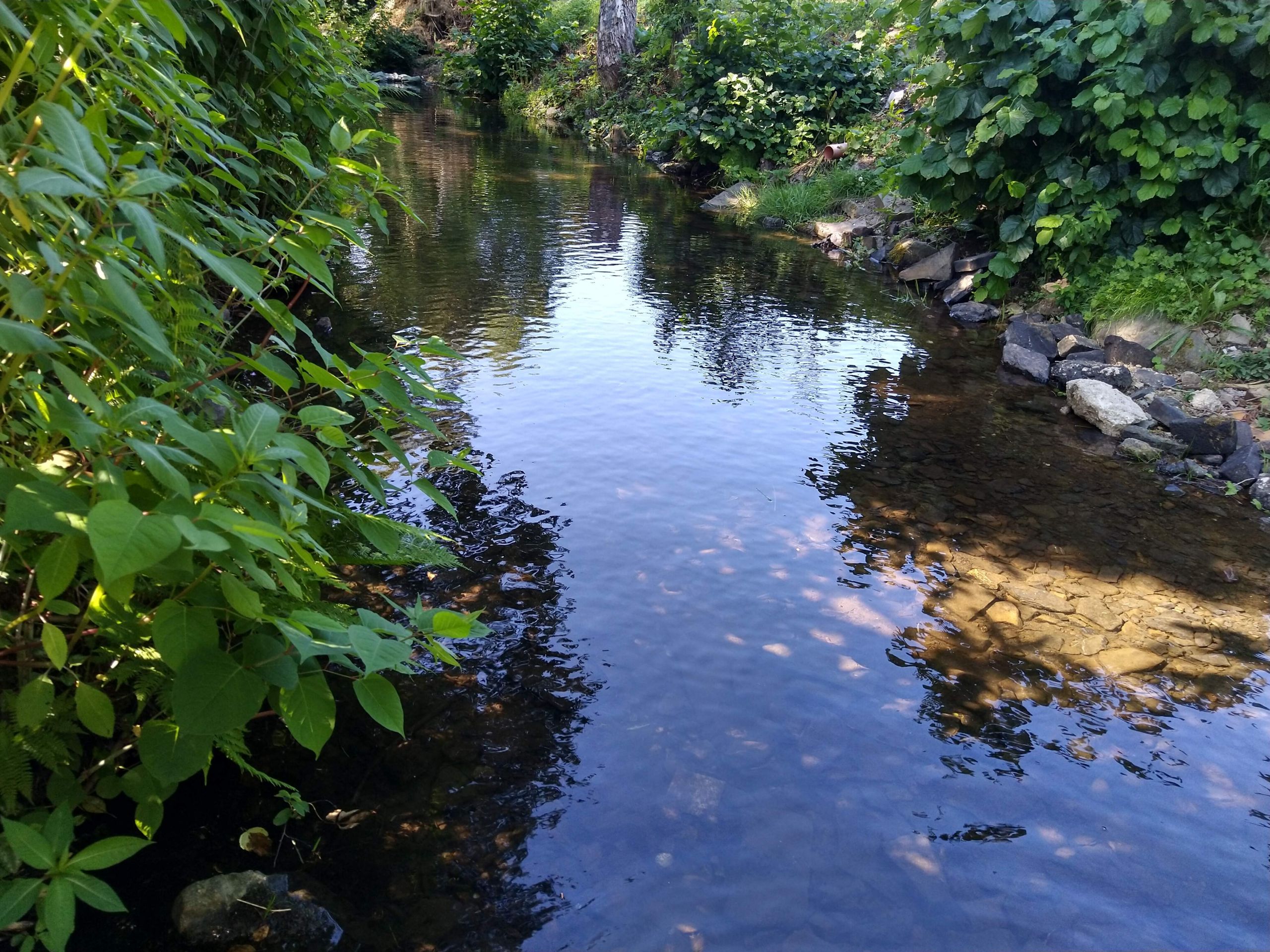 Aubach im Sommer bei normalem Wasserstand