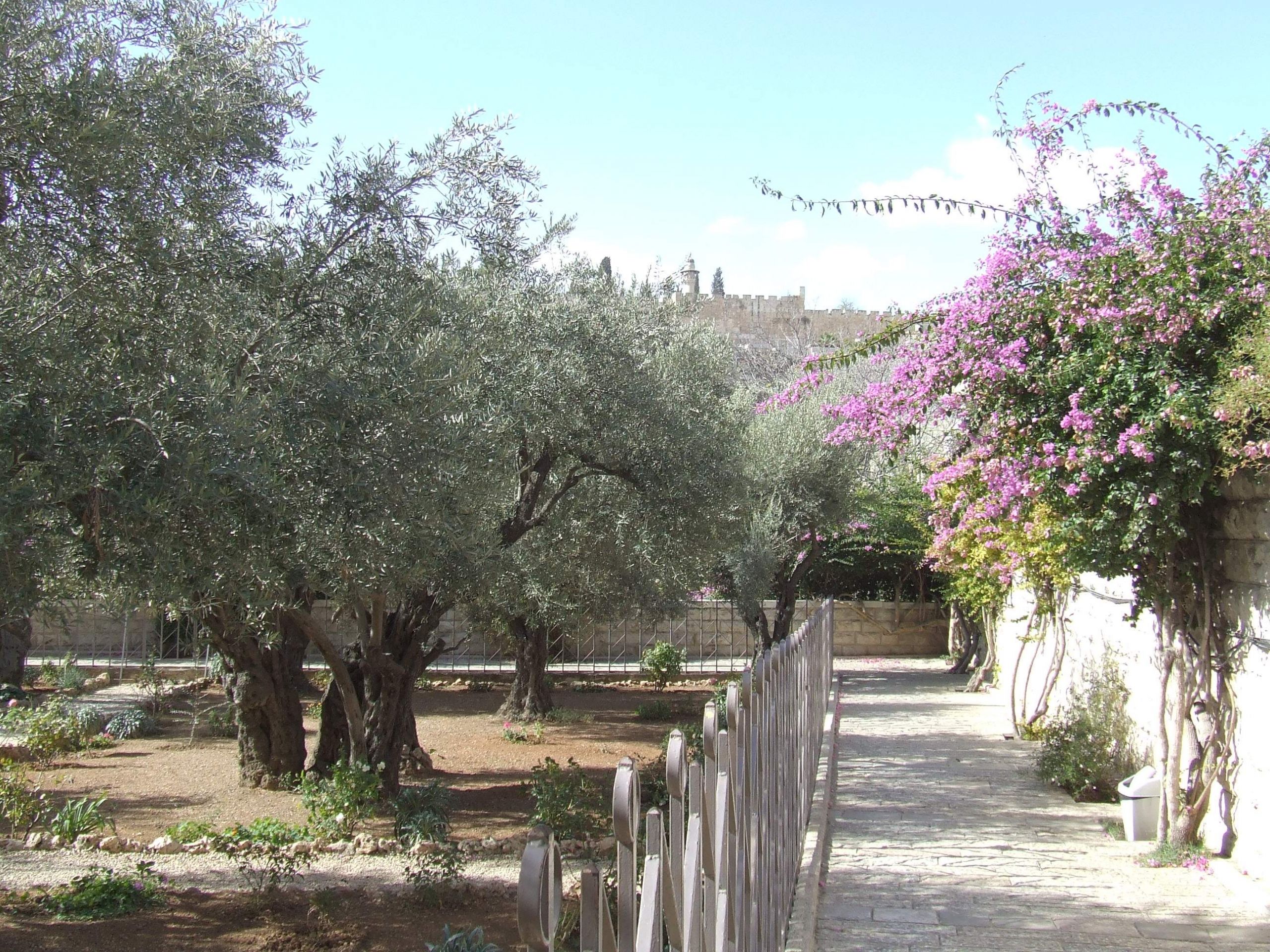 Jerusalem Garden of Gethsemane %