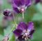 Kaiser Garten Inspirierend Pin Von Ruby Auf Purple Garden
