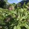 Kaiserslautern Japanischer Garten Inspirierend 26 Einzigartig Garten Ringelblume Reizend