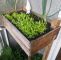 Kalk Im Garten Neu Teil 2 Salat Zeitraffer Jeden Tag Ein Foto Von Meinem