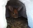 Kaninchen Im Garten Frisch Höhle Für Hasen Kaninchen Aus Porenbeton Gasbeton Ytongstein