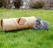 Kaninchen Im Garten Neu Nagertunnel
