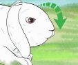 Kaninchen Im Garten Reizend Ein Kaninchen Einfangen Mit Bildern – Wikihow
