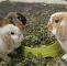 Kaninchen Im Garten Schön Kundenbilder