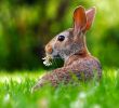 Kaninchen Im Garten Schön Pinterest
