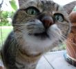 Katze Im Garten Begraben Frisch Hauskatze –