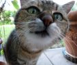 Katze Im Garten Begraben Frisch Hauskatze –