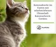 Katzen Vertreiben Garten Elegant Katzenschreck Im Test Effektive Abwehr Gegen Katzen Im