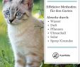 Katzen Vertreiben Garten Frisch Katzenschreck Im Test Effektive Abwehr Gegen Katzen Im