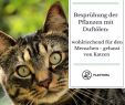 Katzen Vertreiben Garten Luxus Katzenschreck Im Test Effektive Abwehr Gegen Katzen Im