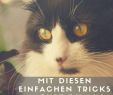 Katzennetz Garten Elegant Die 68 Besten Bilder Von Haustiere Katzen Kaninchen & Co