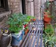 Katzensicherer Garten Das Beste Von Kein Balkon Alternative — Temobardz Home Blog