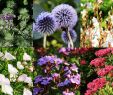 Kleiner Japanischer Garten Frisch Pflanzen Für Deinen Japangarten Jetzt Bestellen