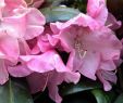 Klettern Im Garten Das Beste Von Rhododendron Anushka