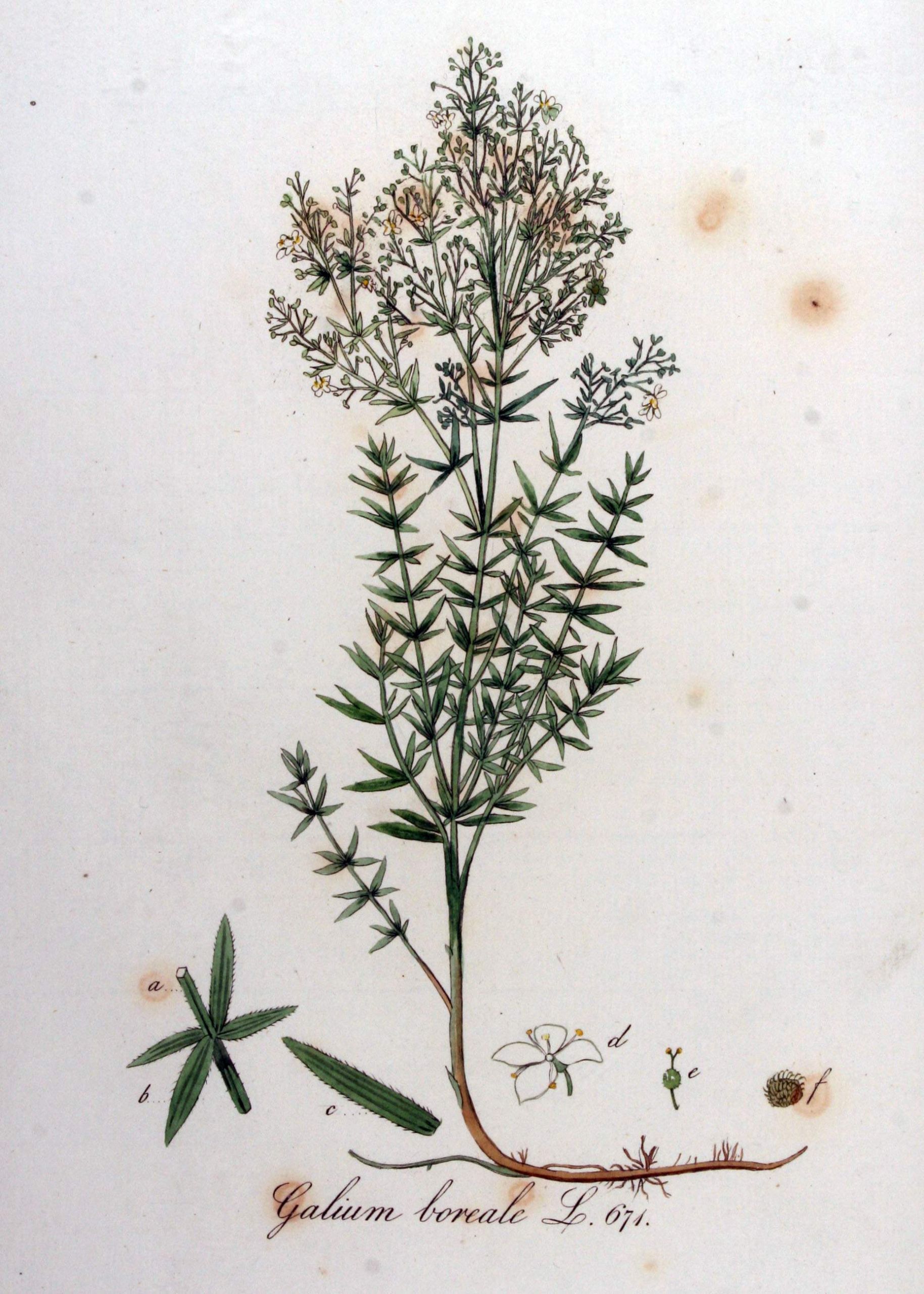 Galium boreale — Flora Batava — Volume v9
