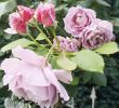 Landhaus Garten Blog Schön Und Wieder Neue Blüten ð Rosen Roses Rose Garten