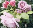 Landhaus Garten Blog Schön Und Wieder Neue Blüten ð Rosen Roses Rose Garten