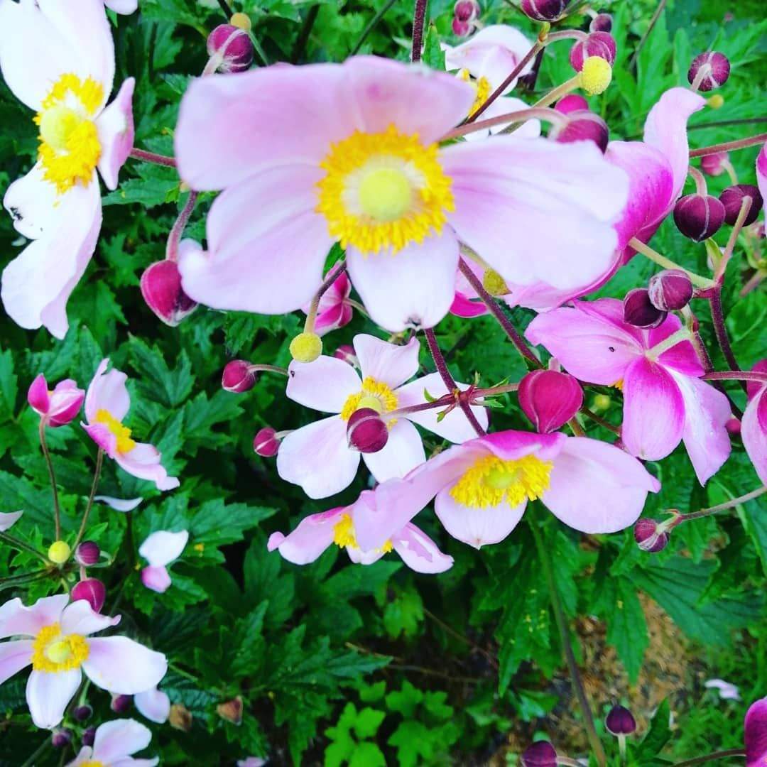blumen im garten schon euchinacea sonnenhut anemone windrosschen meingarten of blumen im garten