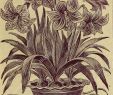 Lilien Im Garten Das Beste Von Childs Seltene Blumen Gemüse & Amp Früchte Für 1894