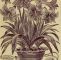 Lilien Im Garten Das Beste Von Childs Seltene Blumen Gemüse & Amp Früchte Für 1894